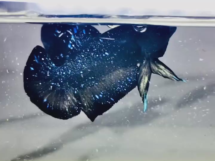 Rare Avatar Betta Fish
