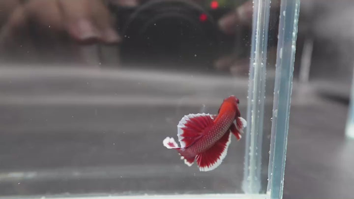 Competition salamander HMPK Betta Fish