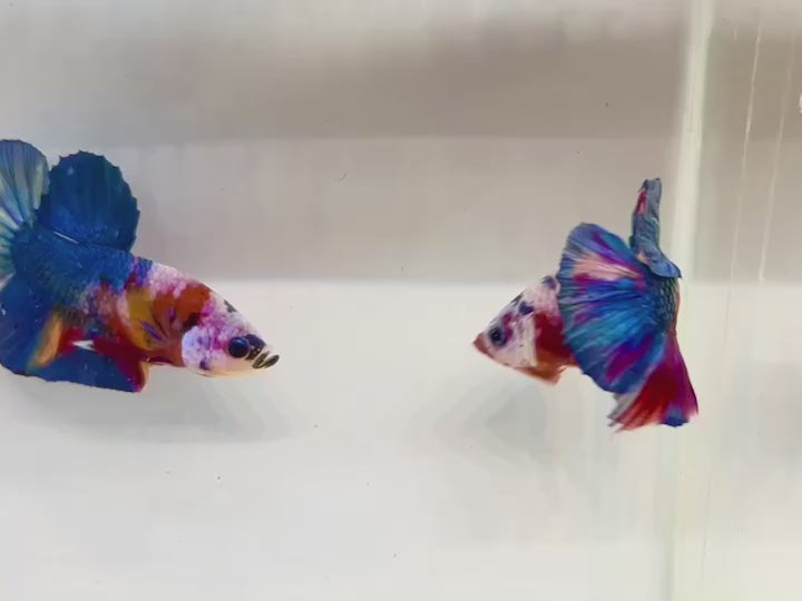 Rare Koi Multicolors Betta Fish