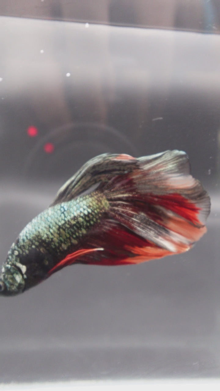 Rare Giant Halfmoon Red Copper Betta Fish