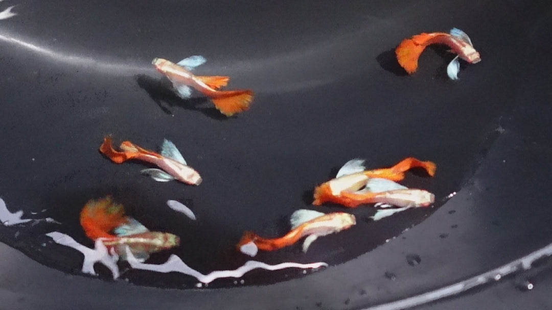 Albino Dumbo Ear Red Tail Guppy Fish