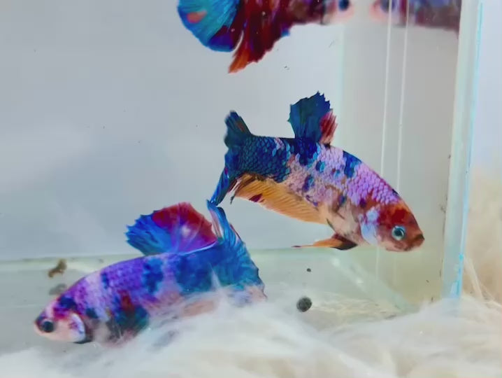 Rare Pair Koi Multicolors Betta Fish