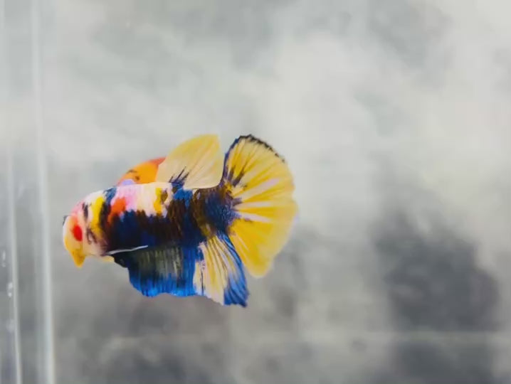 Rare Pair Koi Multicolors Betta Fish