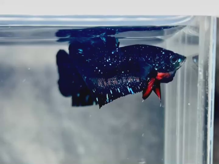Rare Avatar Betta Fish
