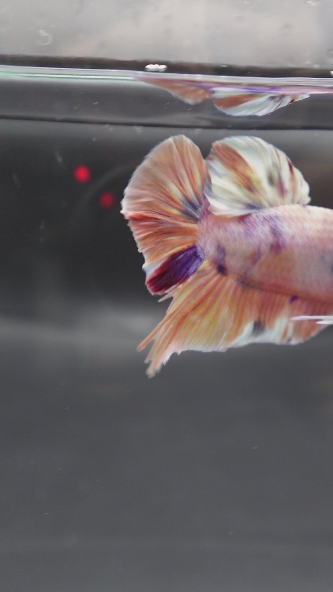 Rare Giant Multicolors Betta Fish