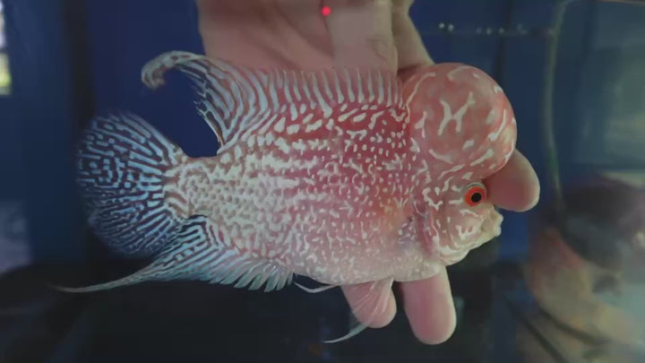 Rare Kamfa Golden Base Flowerhorn 5 inch