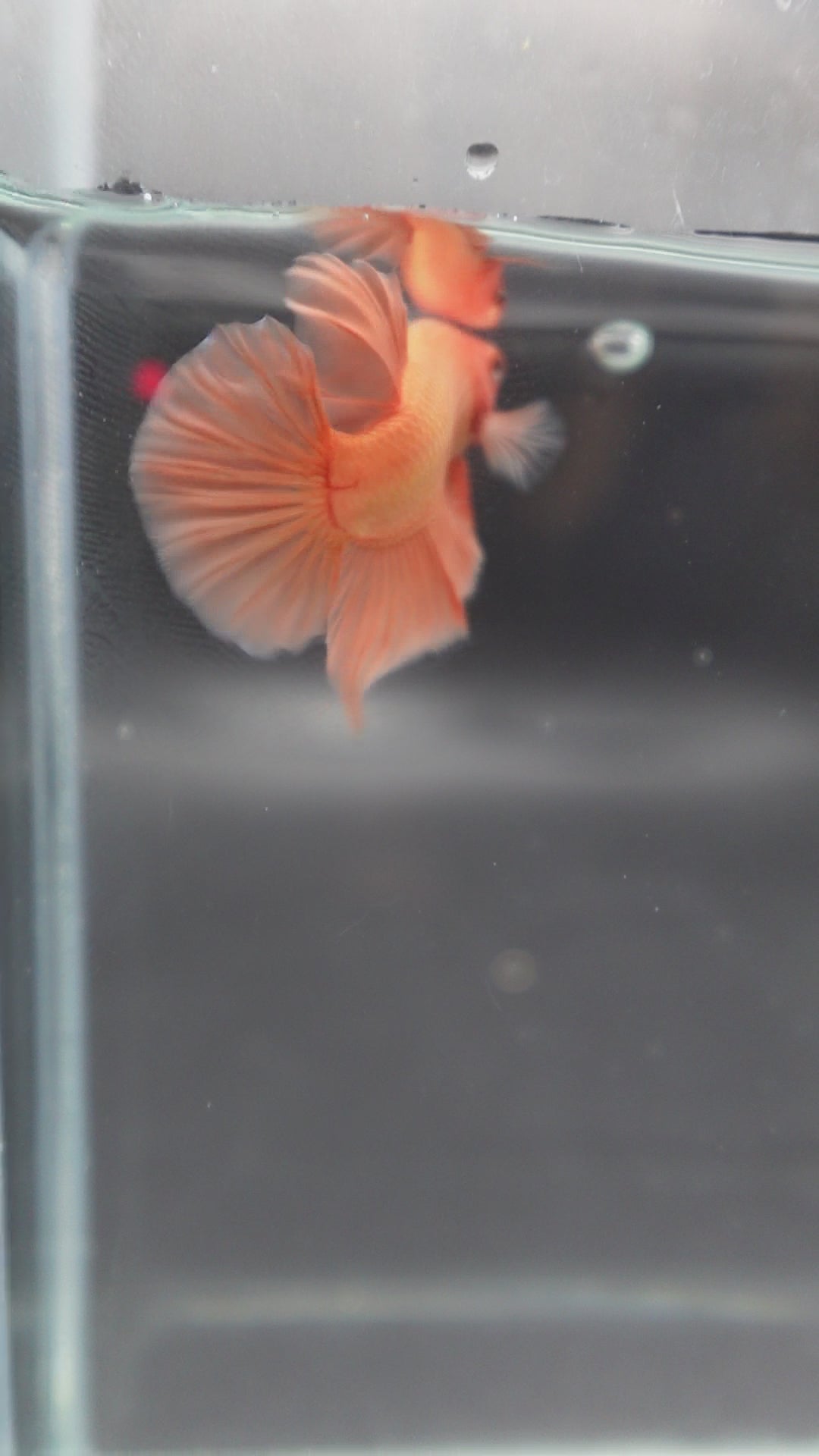 Marmalade Orange Betta Fish