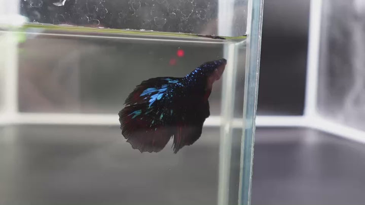 Rare Avatar Betta Fish