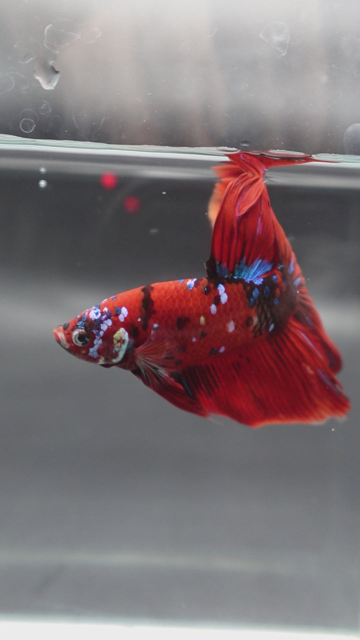 Competition Grade - Giant Halfmoon Red Devil Betta Fish