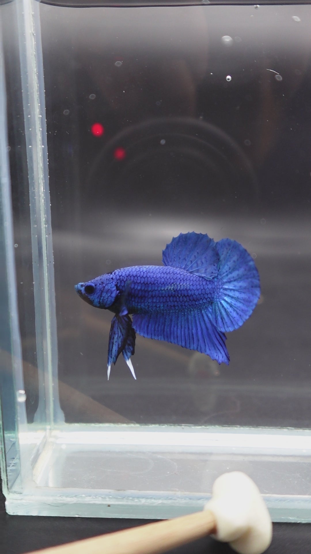 Navy Blue Betta Fish