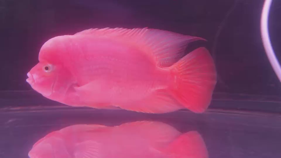 Rare Red Monkey - 6.5 inch