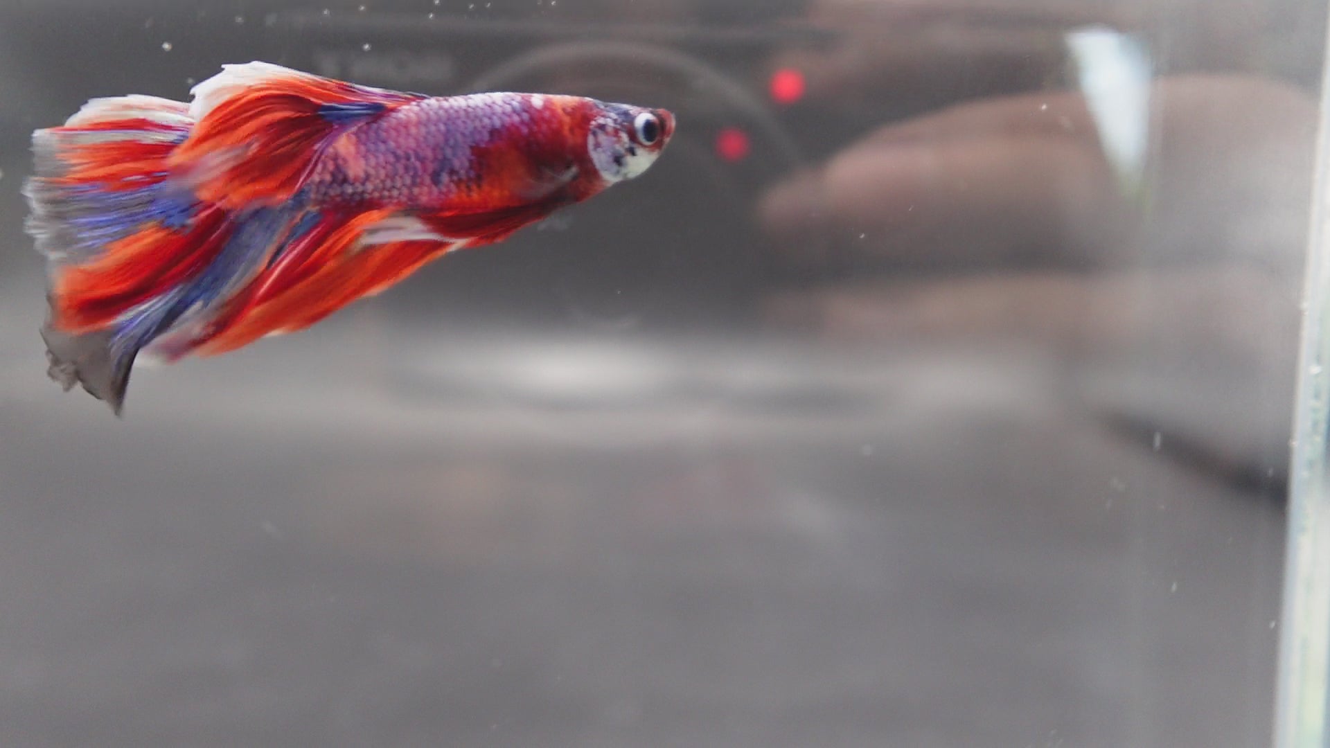 Rare Halfmoon Multicolors Betta Fish