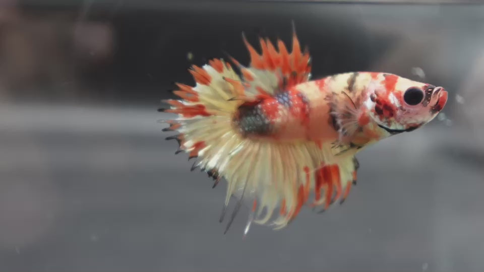 Rare CTPK Tiger Betta Fish