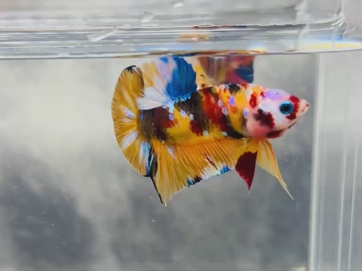 Rare Koi Multicolors Betta Fish