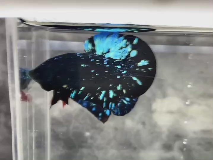 Rare Avatar Betta Fish