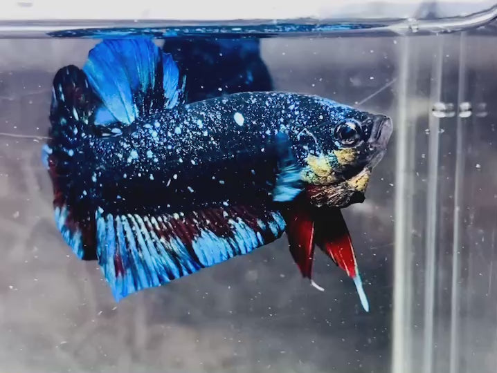 Rare Avatar Betta Fish