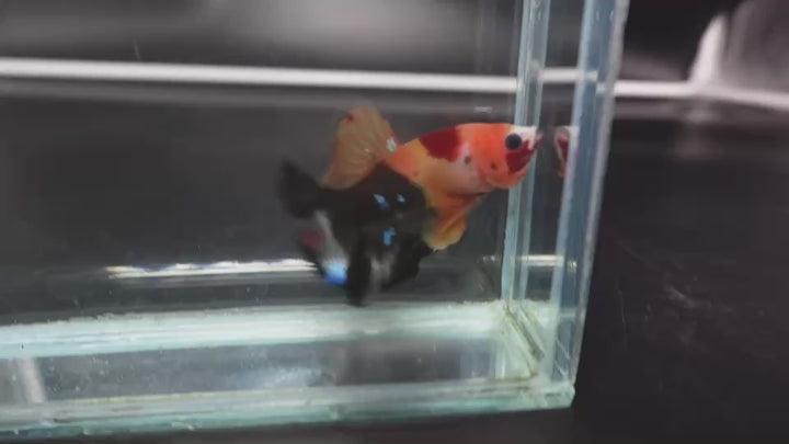 Rare Koi Multicolors Betta Fish