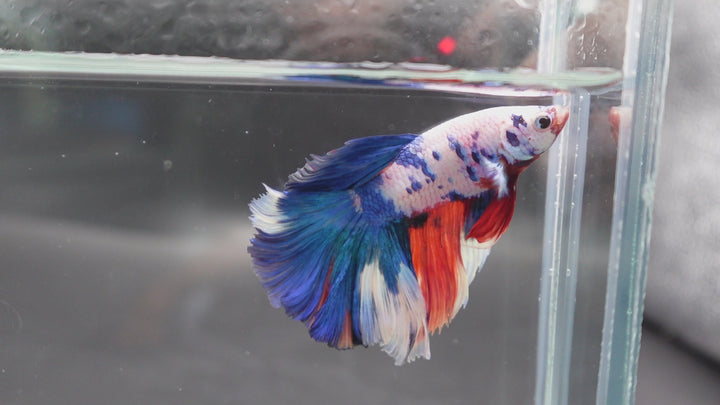 Rare Halfmoon Multicolors Betta Fish