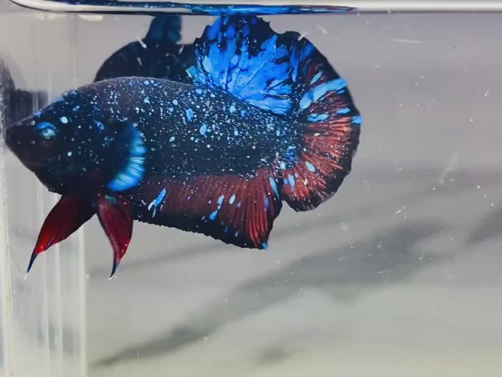 Rare Avatar Betta Fish