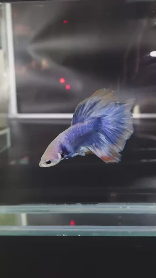 Rare Halfmoon Blue Mustard Betta Fish