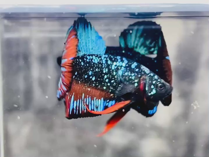 Rare-Avatar-Betta-Fish-AV1016