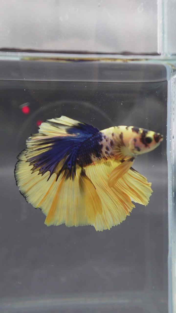 Rare Halfmoon Yellow Tiger Betta Fish