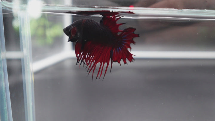 Rare CTPK Red Devil Betta Fish