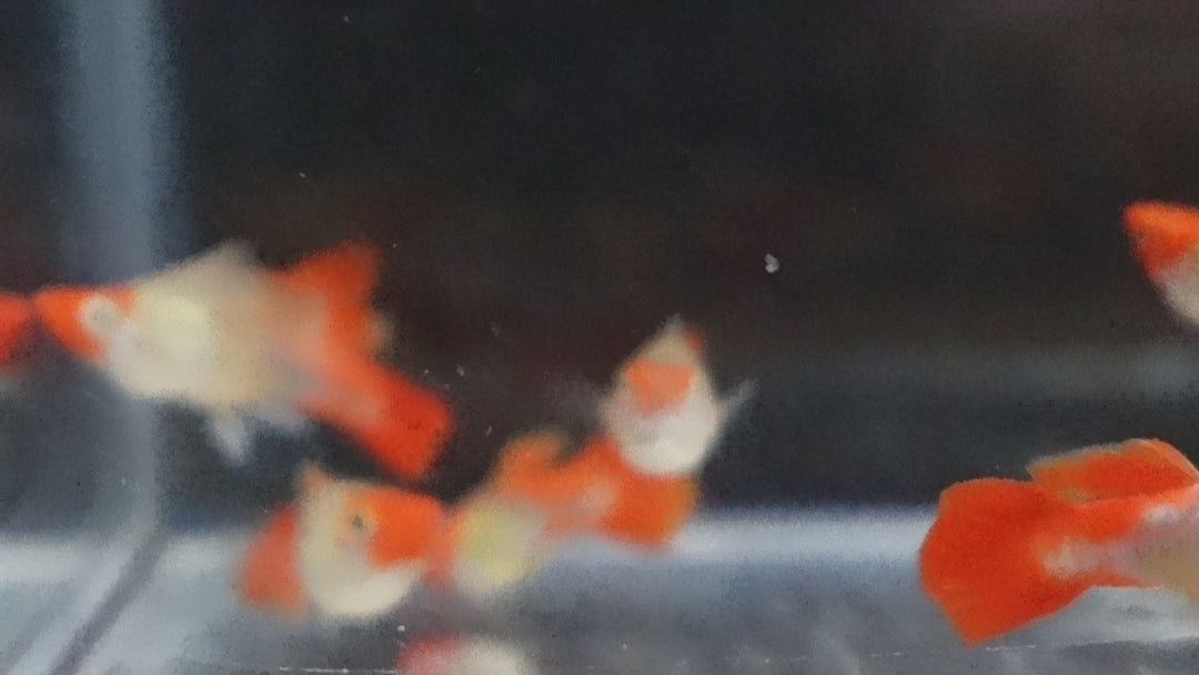 Blonde Tuxedo Koi Short Body Guppy Fish