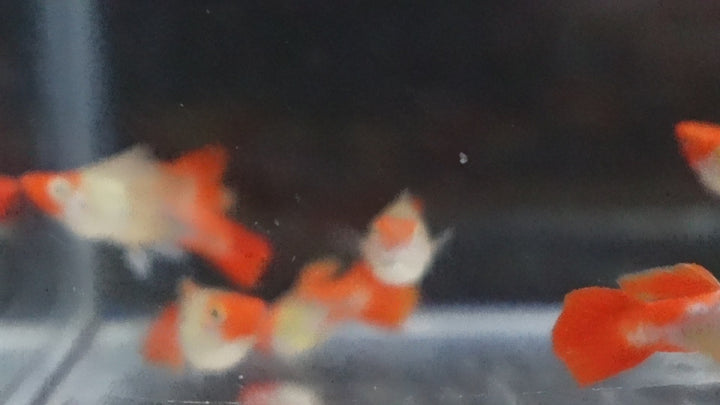 Blonde Tuxedo Koi Short Body Guppy Fish