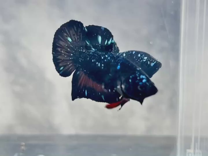 Rare Avatar Betta Fish