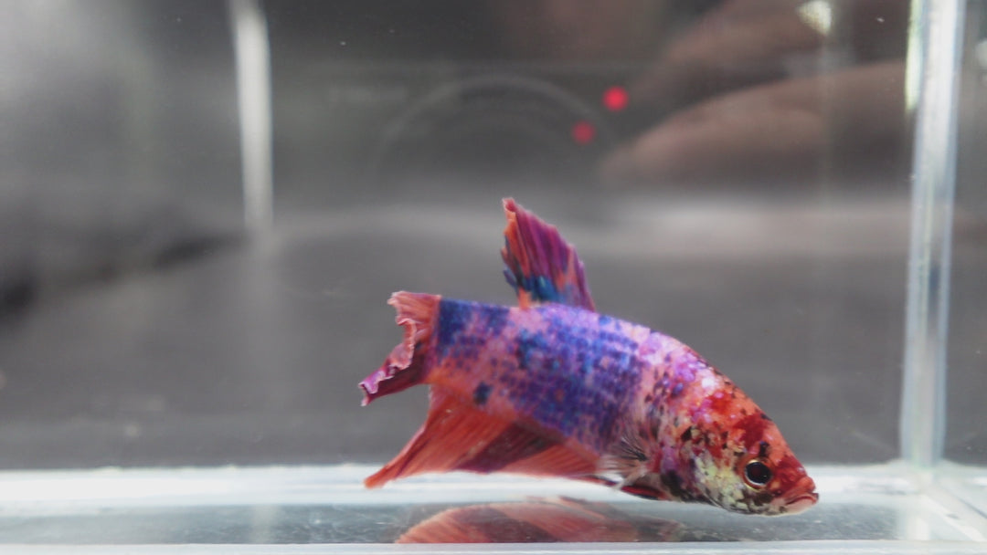 Rare Giant Multicolors Betta Fish