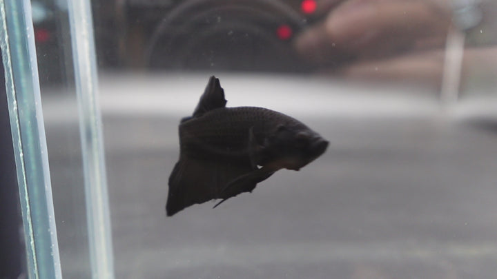 Competition grade - Super Black HMPK Betta Fish