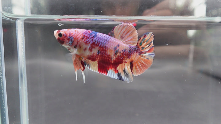 Rare Giant Multicolors Betta Fish