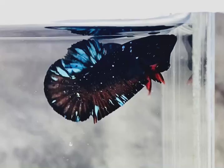 Rare Avatar Betta Fish