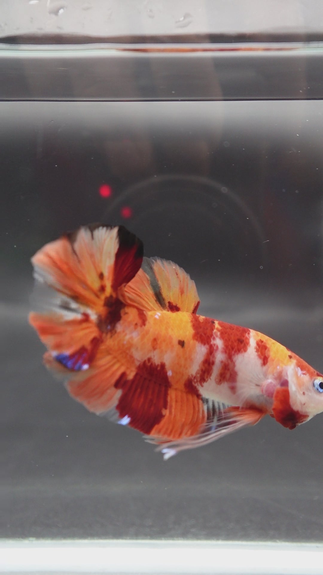 Rare Giant Multicolors Betta Fish