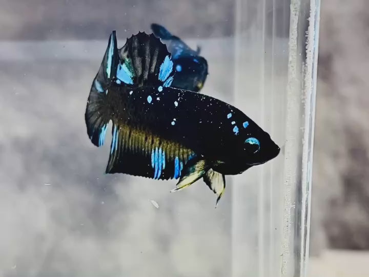 Rare Avatar Betta Fish