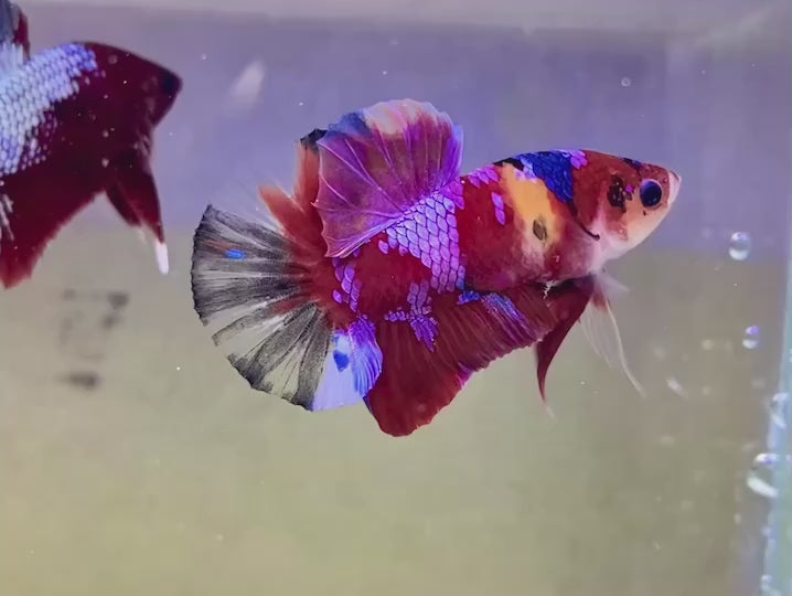 Rare Koi Multicolors Betta Fish