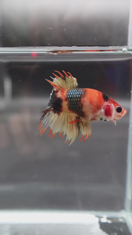 Competition CTPK Koi Betta Fish