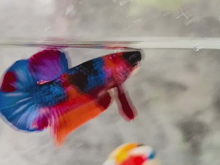 Rare Koi Multicolors Betta Fish