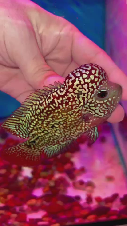 Rare Kamfa Flowerhorn