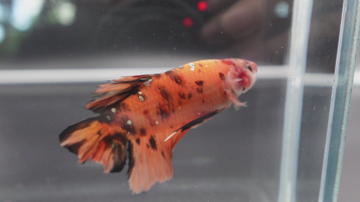 Rare Giant Multicolors Betta Fish