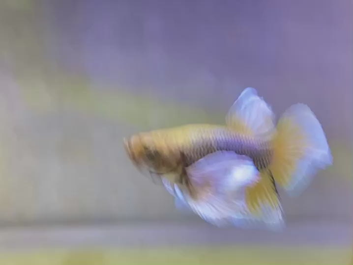 Pair Dumbo Pineapple Butterfly Betta Fish