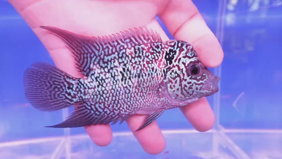 Rare Flowerhorn - 4 inch
