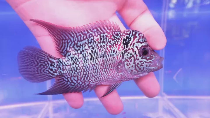 Rare Flowerhorn - 4 inch