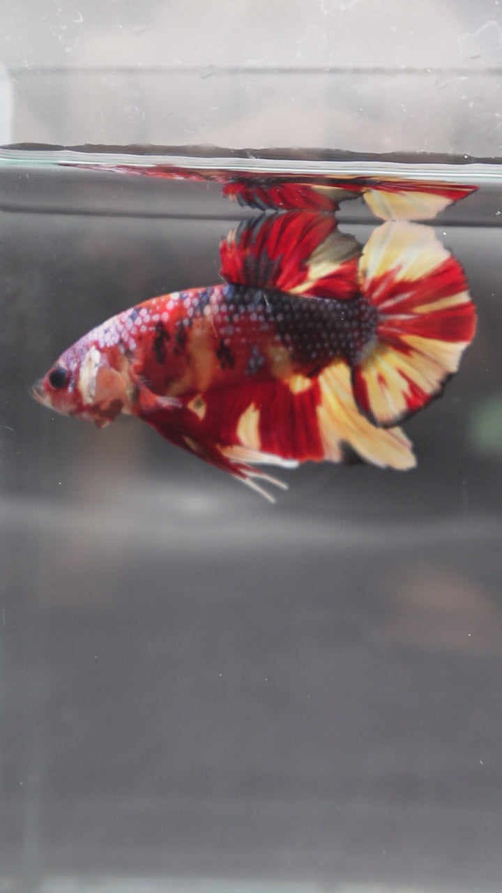 Rare Giant Multicolors Betta Fish