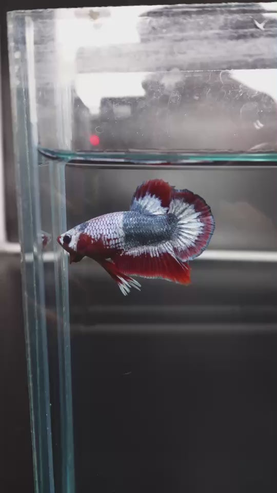 Rare Thai Flag Betta Fish