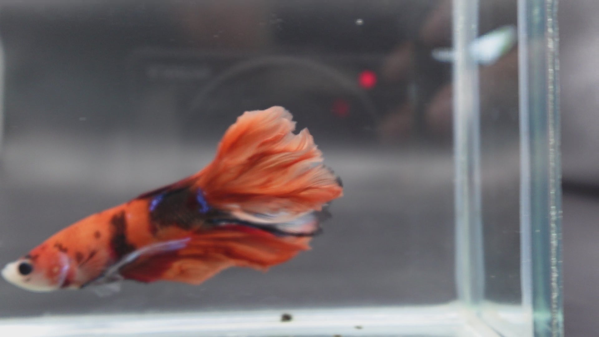 Rare Halfmoon Multicolors Betta Fish