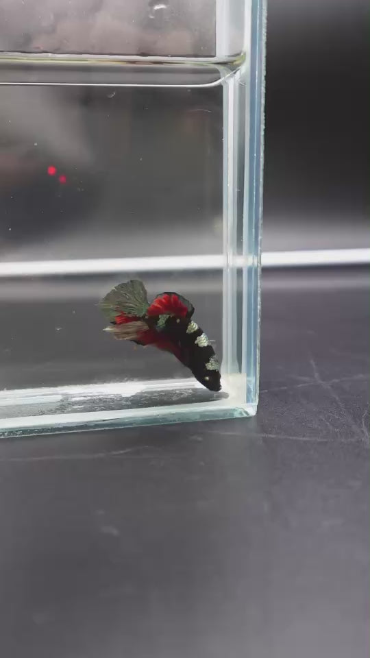 Competition grade - Koi Black Copper Betta Fish