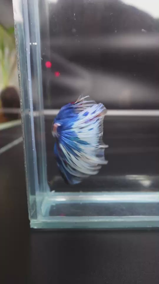 Rare Halfmoon Multicolors Betta Fish