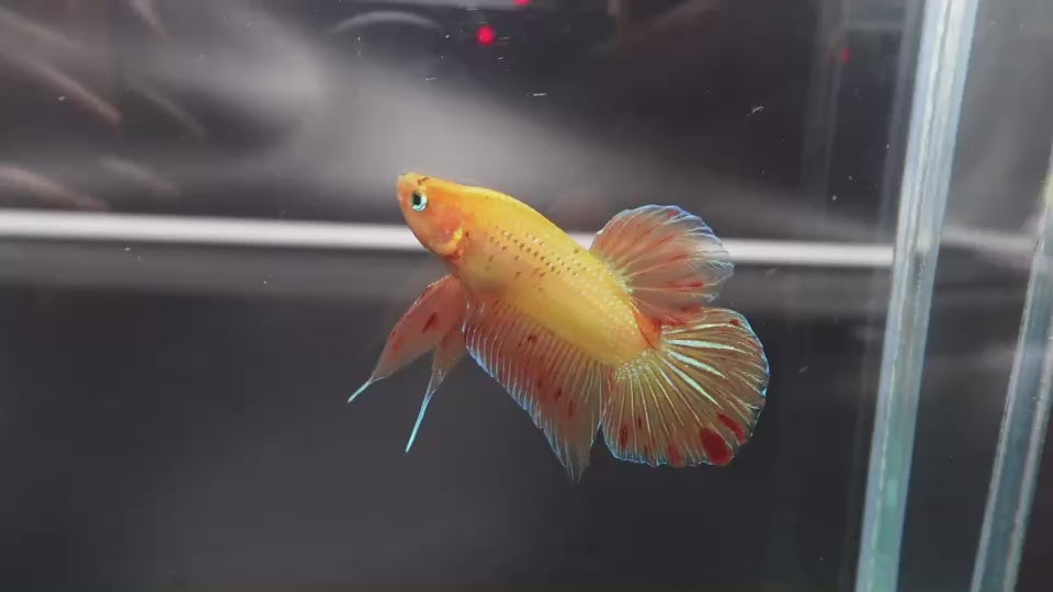Rare Vanda Betta Fish